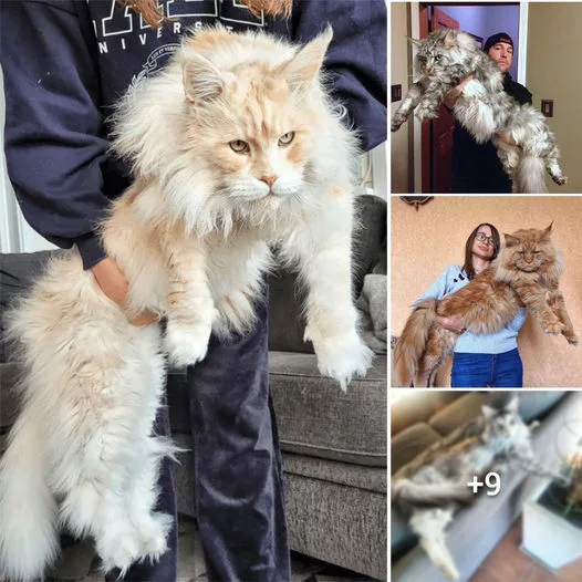 Exploring the Majesty of the Maine Coon: Unveiling the King of Feline Royalty in the Cat Kingdom!