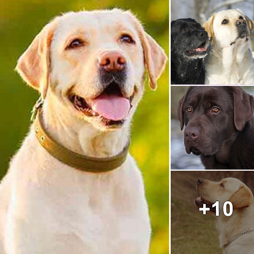 Guide to the English Labrador Retriever: Everything You Need to Know