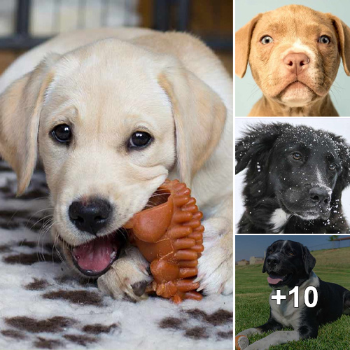 Exploring Labrador Crosses: A Colorful Mix of Pawspectives