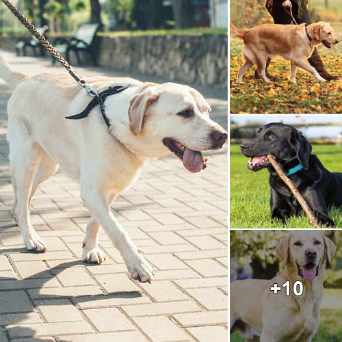 The Genius of Labradors: A Deep Dive into Their Cognitive Abilities