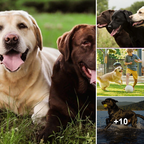 Are Labrador Retrievers Suitable Companions for Your Home? A Complete Guide to Their Personalitytraits