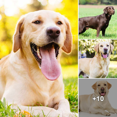 The Origins and Purpose Behind Labrador Retrievers: From Their Original Jobs to Their Historical Role