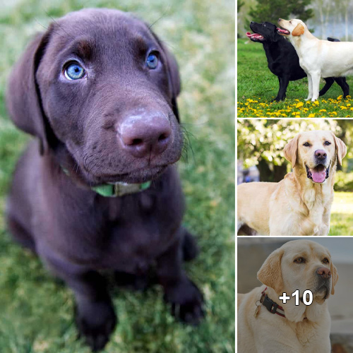 Encountering the Adorable Seven Labradors of the Globe