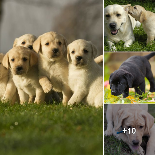 “Labradors Unleashed: Are They The Perfect Pups For You?”
