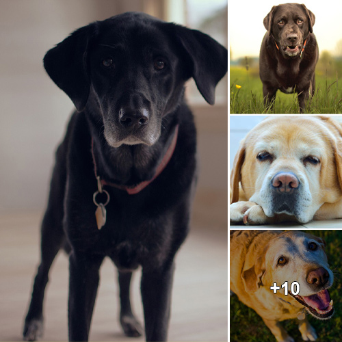 “Embracing Your Senior Labrador: Tips for Their Care and Comfort”