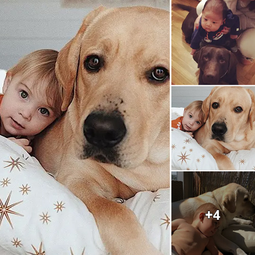 “Unleashing the Love: 15 Heartwarming Instances of Labrador Retrievers as Perfect Playmates for Kids”