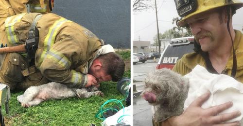 Lifeless Dog has ben rescued by Hero Firefighters after ferforming Mouth-To-Snout resuscitαtion after being pulled from Fi.re!
