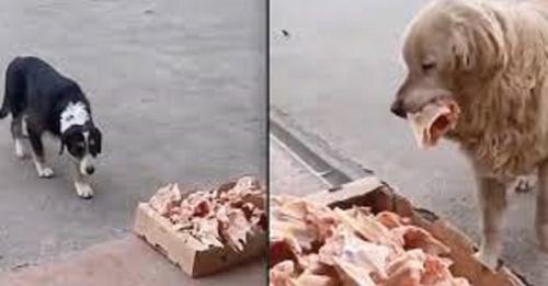 A kind Butcher leaves Leftovers outside his Shop Every Day for stray Dogs!