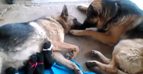 Father Dog Licks softly his Soul Mate after giving Birth to Puppies to Comfort Her!