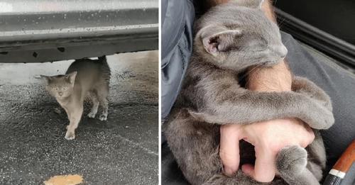 Man helps Little Gray Kitten who Refuses to leave his Side and Forms an Unbre.aka.ble Bond!