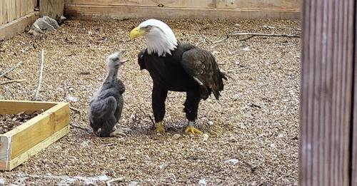 A Male Bald Eagle that was trying to Hatch a Rock has been given a Chick to Raise!