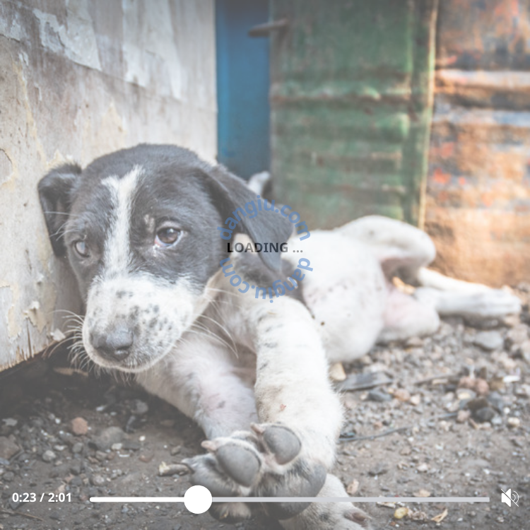 The sorrowful scene of a dog mourning its dead owner stirred deep emotions in millions of viewers. ‎