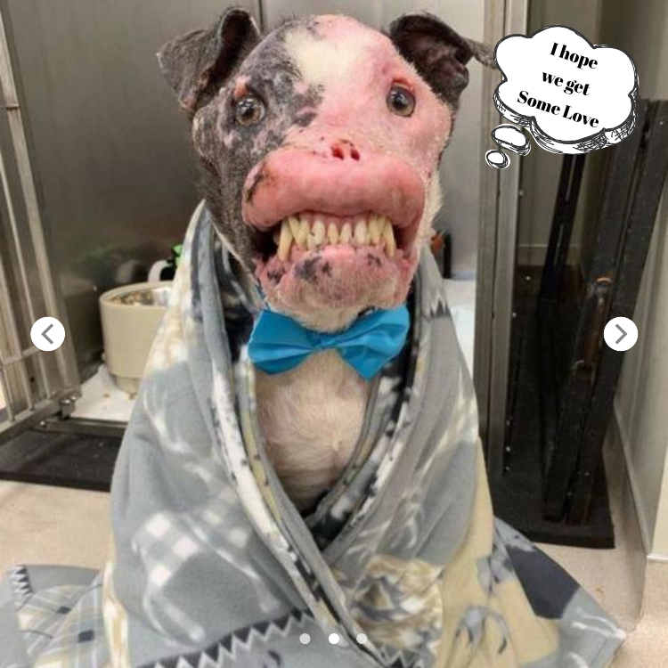 Rescue Team Saves Dog with Face Disfigured, Now on the Road to Recovery