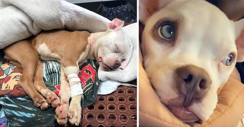 After Being Dumped Left For Dead On Christmas, “Miracle” Dog Is Adopted By Officer Who Saved Her Life