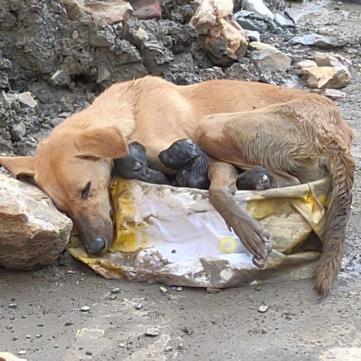 Gentle Rescue: Weary Mother Dog Clings to Puppies on Shaky Legs, a Touching Display of Emotion