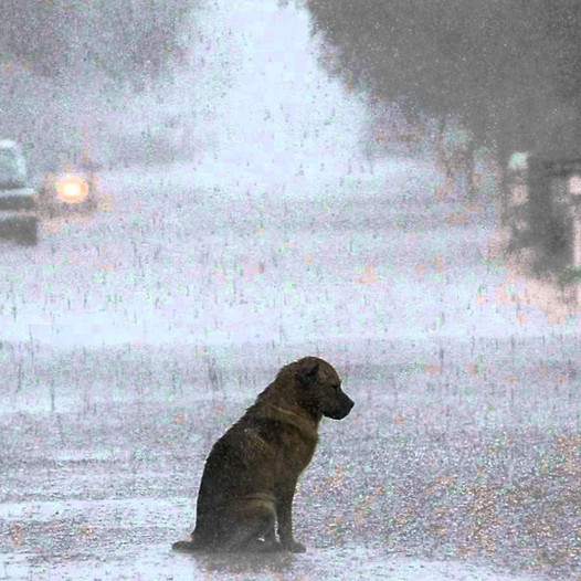 The abandoned dog trembled in the rain until a passing girl performed an unexpected act of kindness, earning the admiration of all who saw.