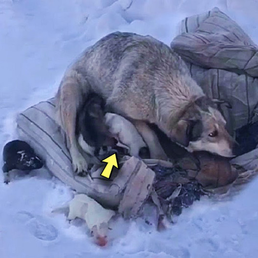 Courageous Mother Dog Seeks Warmth and Assistance After Birthing 10 Puppies in the Frigid Snow of Northern America