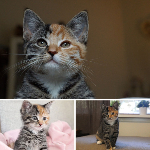 Unveiling Little Masi: The Fascinating Cat with a Two-Faced Charm!