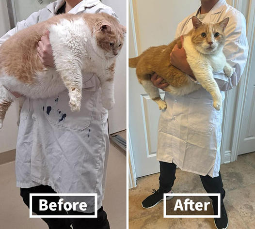 Meet Axel, a 43-pound cat who was surrendered to a shelter after his owner fell ill and was unlikely to recover