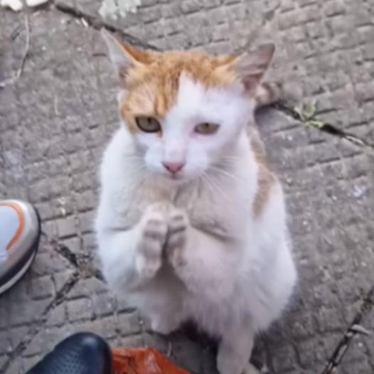 A homeless cat begs on the streets for food and assistance until a kind man comes to her aid