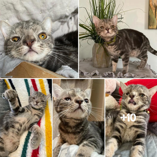 Ecstatic Kitten with Special Chromosome Finally Finds Forever Family