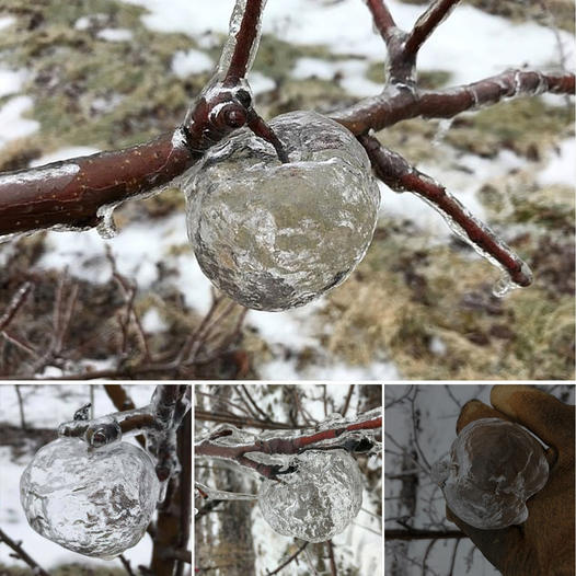 Farmer snaps rare ‘ghost apples’ in the freezing Midwest