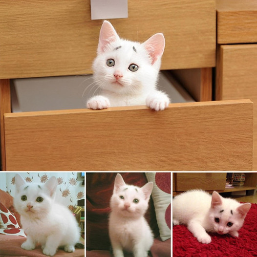 An 8-week-old kitten has had permanently worried-looking eyebrows since birth.fat