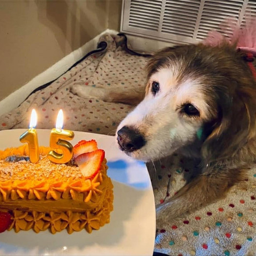 Tears of joy flowed as we celebrated our dog’s first birthday with cake after 15 years of waiting. Let’s all send our best wishes to that beloved old dog