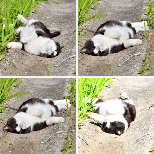 The Joy of a Contented Cat Savoring the Independence of a vacant lot