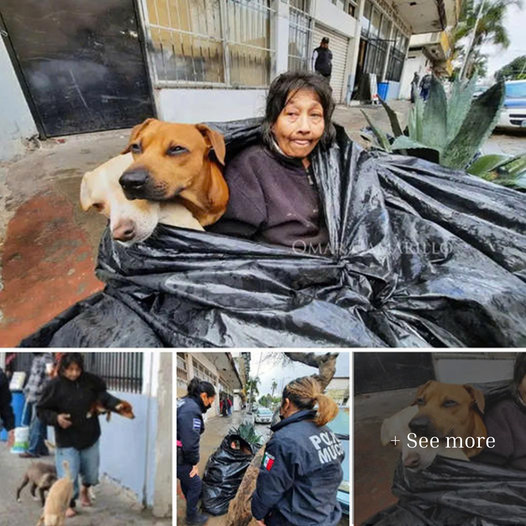 The Heartbreaking Story of an 80-Year-Old Grandmother, Living in Isolation with Only Two Dogs for Company in a Roadside Garbage Bag