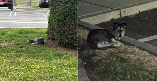 Pup Abandoned On A Parking Lot Did Not Move An Inch Because She Hoped Her Family Would Come Back