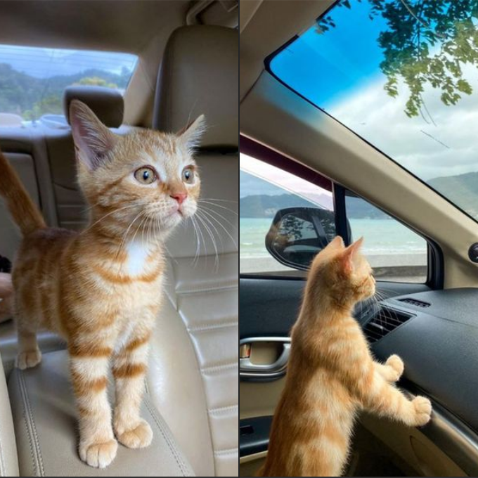 A Cat’s First Encounter with the Sea