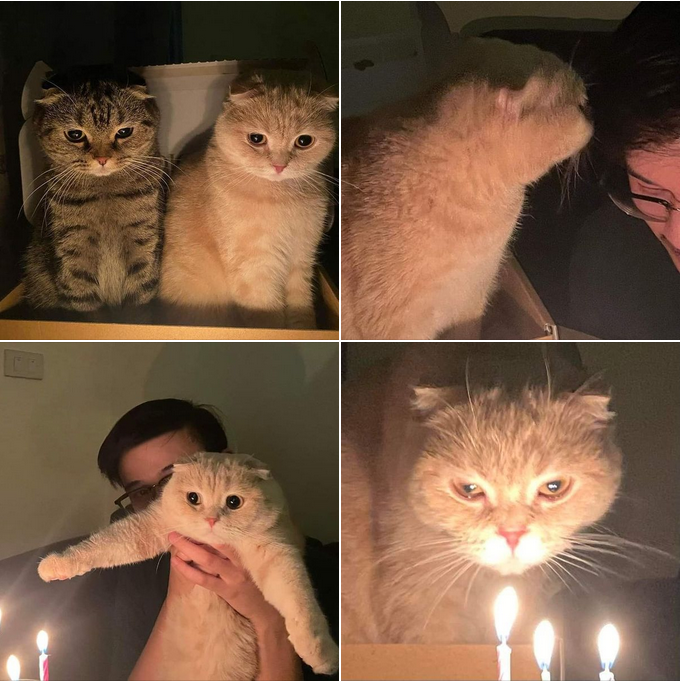 The Touching Moment: A Cat’s Heartwarming Birthday Celebration with Glowing Candles