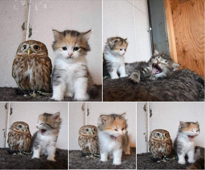 Yawning Buddies: Two Kittens Prove Yawns Are Contagious Through Friendship