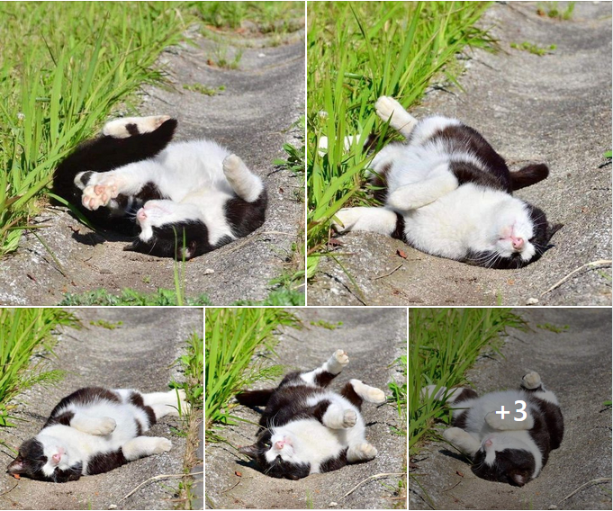 Sunbathing Bliss: Cat Soaks Up the Sun in Grandma’s Garden 🐱☀️🌿