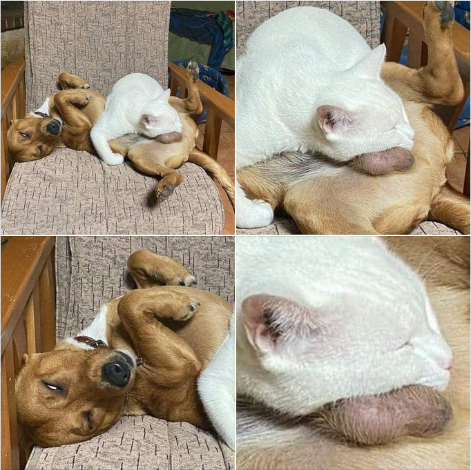 Unbreakable Bond: The White Cat and Bulldog’s Adorable Friendship 🐱🤝🐶