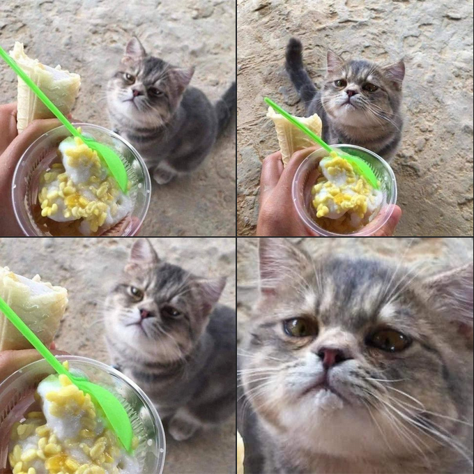 “Kitten’s Adorably Pitiful Face Wins Everyone Over for Snacks!”