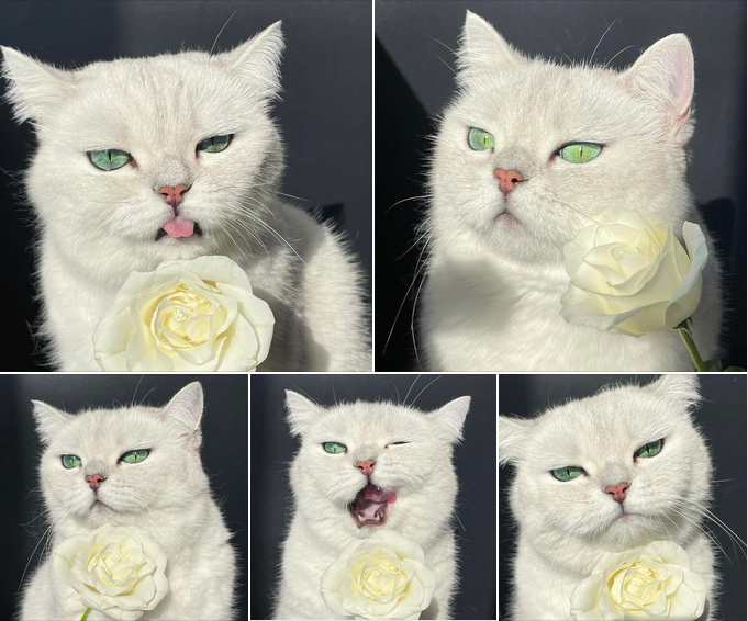 A Royal Presence: Our Majestic White Cat