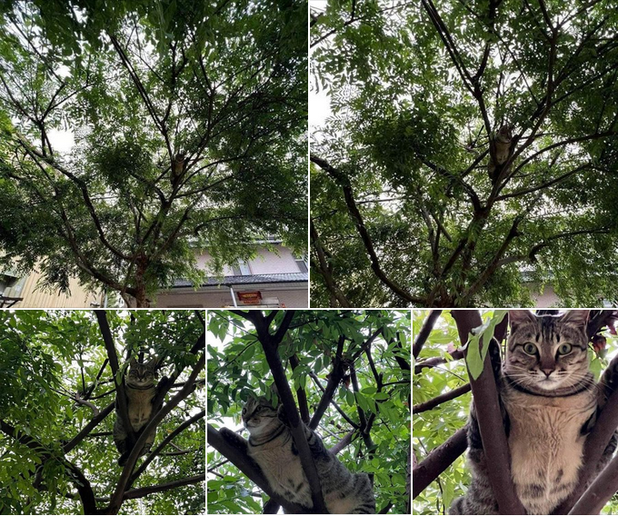 Hide and Seek Master: The Cat That Became the Prettiest Flower in the Garden! 🌸🐱