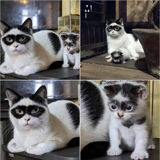 The Adorable Kitten Who Looks Just Like Mom: No DNA Test Needed!