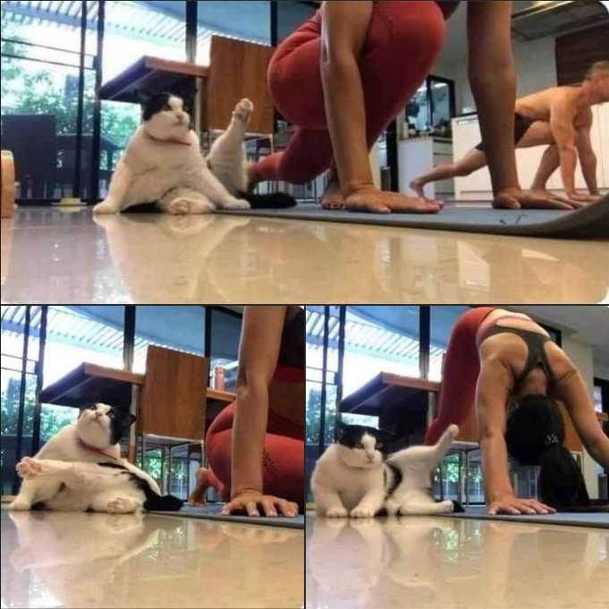 “Adorable Cat Joins Its Owner for Morning Workout Sessions!”