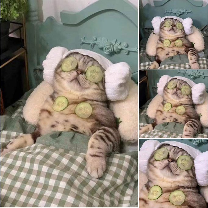 Luxury Life: The Cucumber Mask Cat! 🥒😸