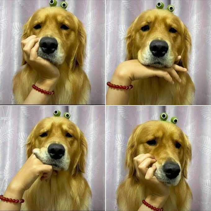 The Golden Retriever Who Became a Hilarious Meme with a Classic Chin Rest Pose!