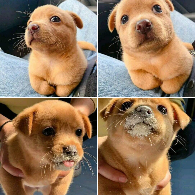 Adorable Mischief: This Puppy Captivates Everyone with Its Charming Face! 🐶❤️