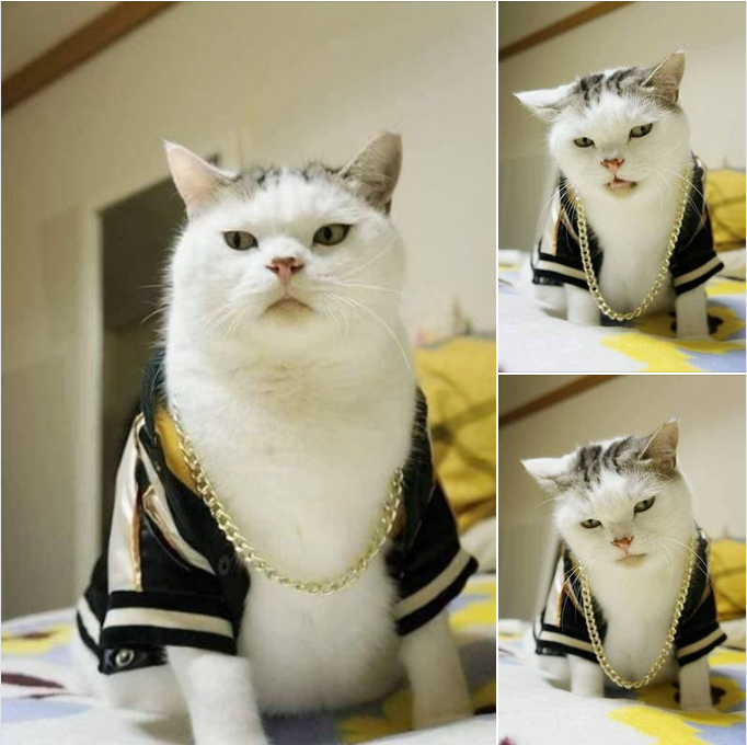 The Dapper Chunky Cat Rocking a Black Shirt and Gold Chain! 😎🐱