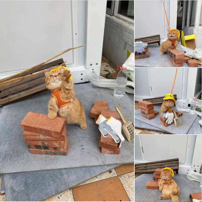 Hardworking Paws: The Cat Taking the Construction World by Storm! 🏗️🐾