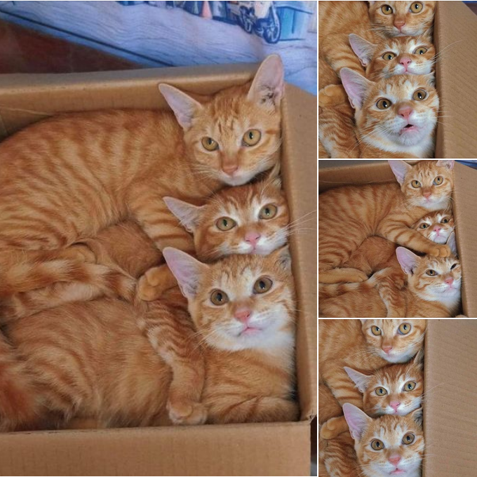 Adorable Cats Snuggled Up in a Cardboard Box!