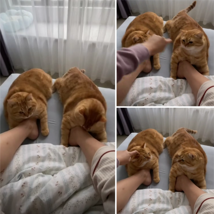 Two Adorable Orange Cats Warm Mom’s Feet with Their Fluffy Fur