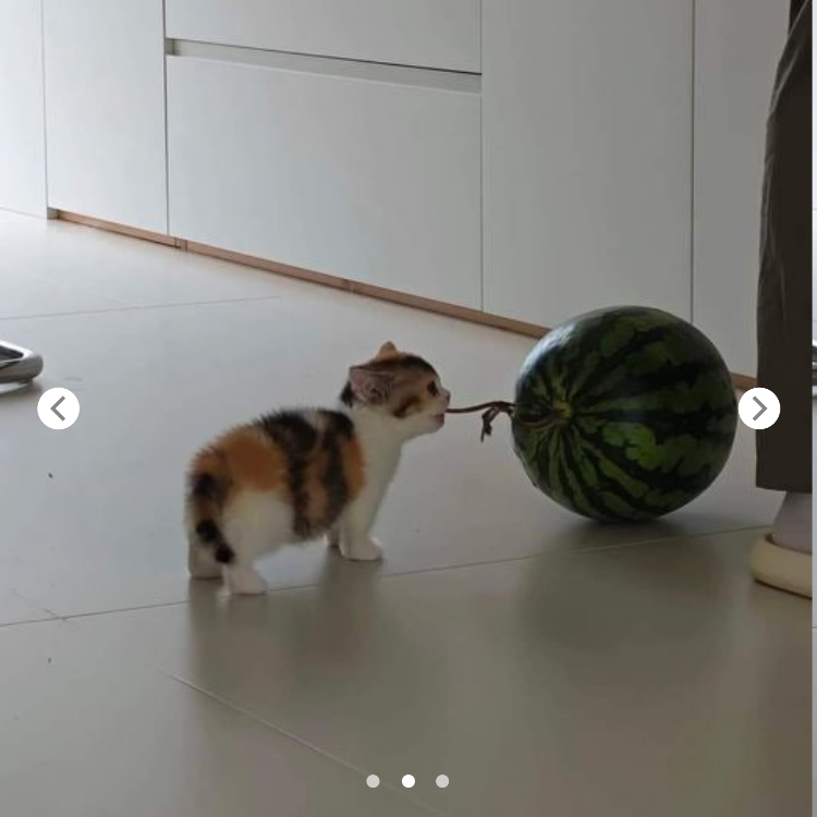 The Tale of the Watermelon-Eating Cat: The Feline That Became Extra Fluffy! 🍉🐱😮