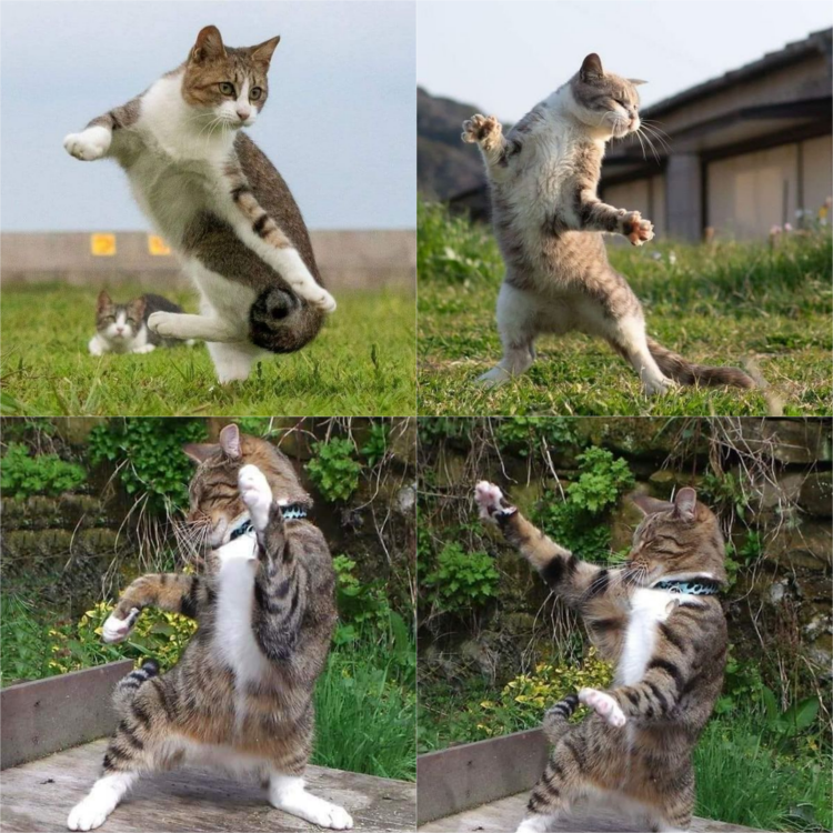 Meet the Muscle Cat: Our Buff Tabby Training in Feline Martial Arts! 🐾💪